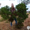 Pinus sylvestris 'Hansu Broom' - Harilik mänd 'Hansu Broom' C5/5L